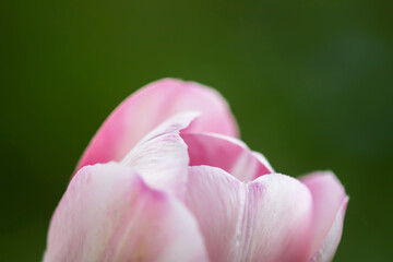 Fototapeta na wymiar Beautiful spring tulip flower pink petals close up
