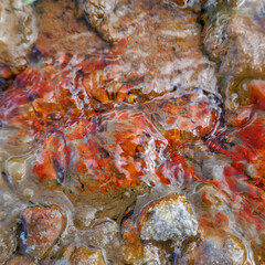 Obraz na płótnie Canvas Detail shot of red iron deposit on rocks in mineral spring near Langar village in the Wakhan Corridor in Gorno-Badakshan, the Pamir region of Tajikistan