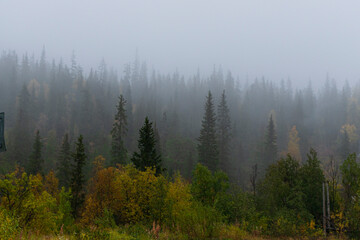 Obraz premium selective focus. fog in the autumn coniferous forest