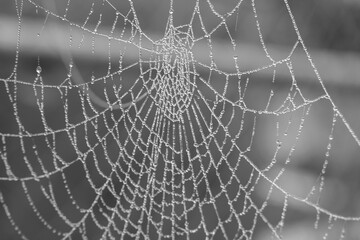 Obraz premium Spinnennetz mit Wassertropfen