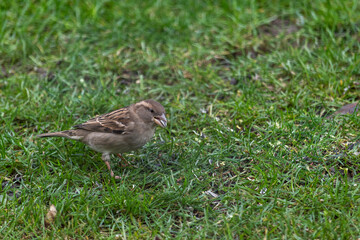 Brauner Spatz sitzend im Rasen - Vogel