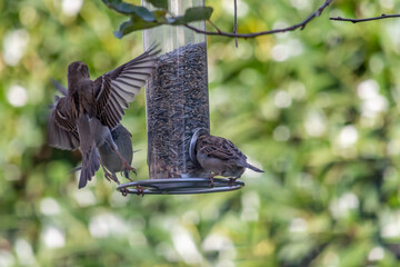 Fliegende Vögel an Futterstation am Baum im Winter