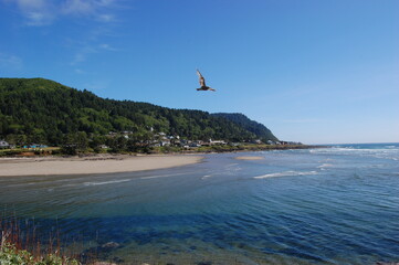 Fototapeta na wymiar seagull flying over the sea, Oregon coast, coast, Oregon, coastal landscape