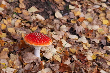 毒茸のベニテングダケ