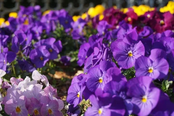 Fotobehang Viooltje パンジー  © 豆助