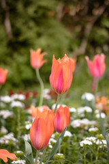 Peach-coloured Garden Tulips in Christchurch Botanic Gardens