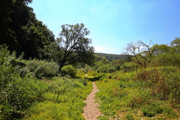 Donauversickerung bei Immendingen