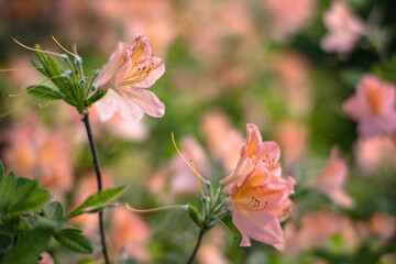 Obraz premium Peach coloured Rhododendron flowers, from close up