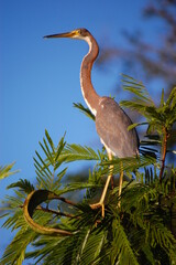 Tricolored heron in Tortuguero National Park, Costa Rica