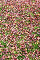 もみじ　落ち葉と苔の絨毯