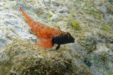 Male Red Blackfaced Blenny (Tripterygion tripteronotum) in Mediterranean Sea