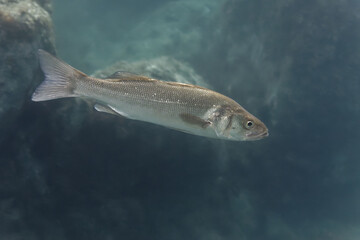 Fototapeta premium Bass (Dicentrarchus labrax) in Mediterranean Sea