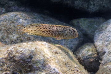 Rusty blenny or Black Sea blenny (Parablennius sanguinolentus) in Mediterranean Sea