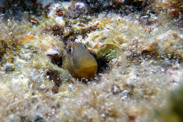 Fototapeta na wymiar Caneva's blenny (Microlipophrys canevae) coming out of his hole in Mediterranean Sea
