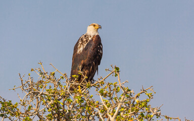 Juvenile African Fish Eagle (Haliaeetus vocifer) perched in a tree against blue sky