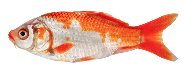 Koi carp fish isolated. Side view goldfish (Decorative crucian carp)