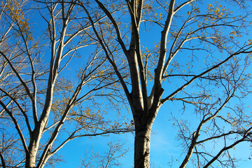 Alberi spogli in inverno; i platani del parco si stagliano su un cielo blu intenso e terso