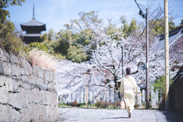Fototapeta na wymiar 京都の春　金戒光明寺の桜　着物ポートレート　日本人女性