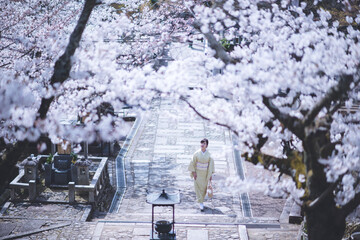 京都の春　金戒光明寺の桜　着物ポートレート　日本人女性