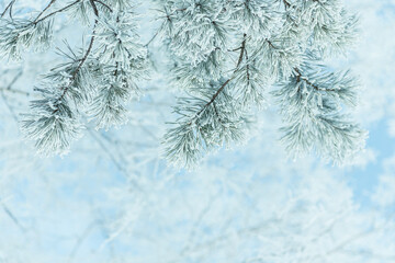 Winter background of pine branches against blue sky and space for a text