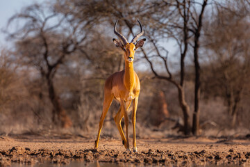 Alert Impala (Aepyceros melampus) at waterhole in front-view - obrazy, fototapety, plakaty