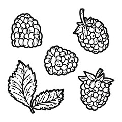 Vector set of cute hand drawn outlines blackberry