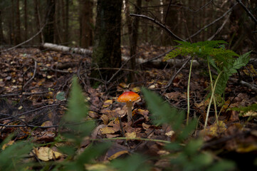 Poisonous mushroom fly agaric in the forest