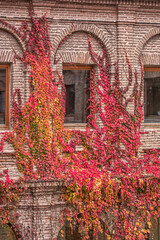 Vine in an old brick wall with windows in autumn.