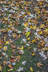 Autumn leaves on the ground. Vertical view.