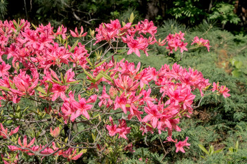 Fototapeta na wymiar Rhododendron Rosy Lights (Rhododendron kosterianum x roseum) in park