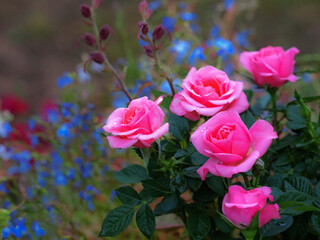 pink roses in a garden