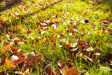 Green grass and fallen leaves on blurred autumn background. September mood.