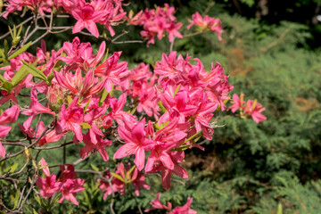 Rhododendron Rosy Lights (Rhododendron kosterianum x roseum) in park