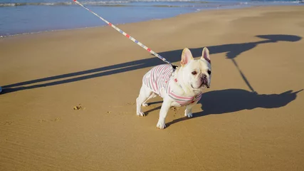 Crédence en verre imprimé Bulldog français フレンチブルドッグと海岸を散歩