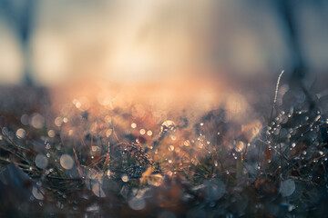 Frosted plants in the autumn forest at sunrise. Macro image, shallow depth of field. Vintage filter. Blurred nature background