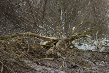 fallen trees in the forest