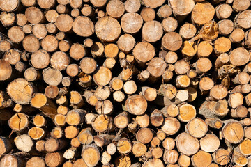 Hintergrund mit vielen Baumstämmen im Wald