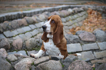 Dog of the Basset Hound breed stands on stones.