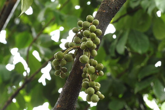 Raw Langsat/Lanzones/Longkong (Lansium parasiticum) or Duku in Indonesian on its branch