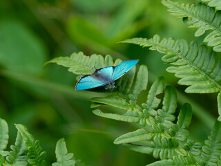 テリトリーを張るジョウザンミドリシジミ