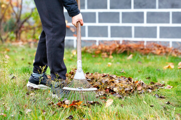 A young gardener tends a green lawn by raking fallen leaves in an autumn garden.
