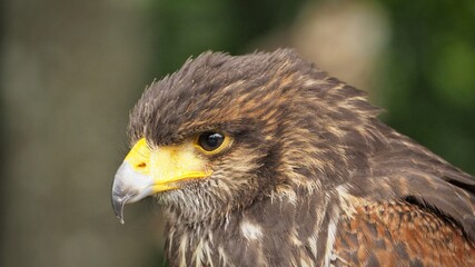 Portrait of Hawk harris (Parabuteo) observes the surroundings