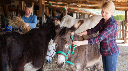 Portrait of female breeder working in stall, taking care of donkeys on farm ..