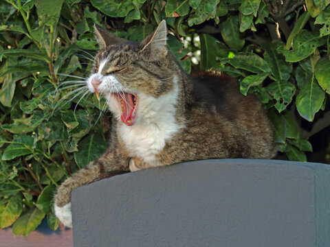 schl&auml;frige Katze
