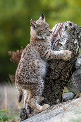 Obraz premium Lynx in green forest with tree trunk. Wildlife scene from nature. Playing Eurasian lynx, animal behaviour in habitat. Wild cat from Germany. Wild Bobcat between the trees