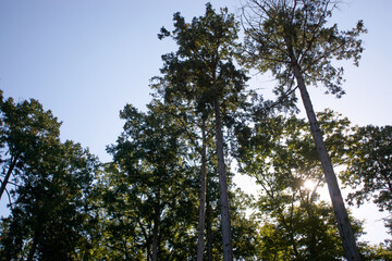 檜・林・空・そびえる樹木