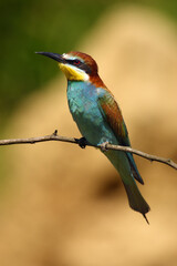 The European bee-eater (Merops apiaster) sitting on the branch