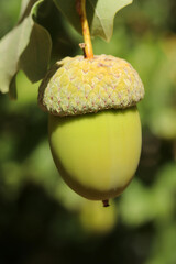 Fresh and young acorn on the tree © Kybele