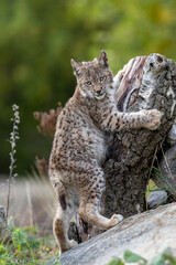 Fototapeta na wymiar Lynx in green forest with tree trunk. Wildlife scene from nature. Playing Eurasian lynx, animal behaviour in habitat. Wild cat from Germany. Wild Bobcat between the trees