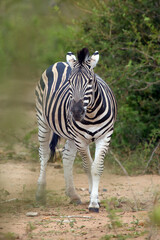 The plains zebra (Equus quagga, formerly Equus burchellii), also known as the common zebra, stallion with drops of water and saliva at the mouth